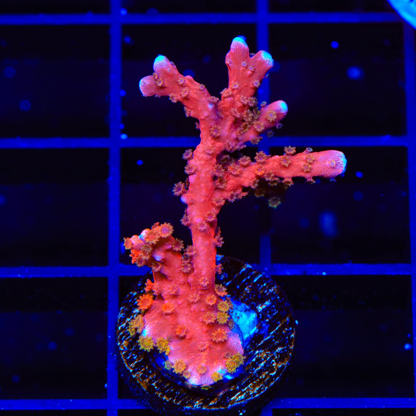 ACI Manila Spy Montipora Coral - Premium Saltwater Aquarium Coral for Reef Tanks | Perfect for Beginners & Advanced Hobbyists | Enhances Marine Biodiversity & Tank Aesthetics