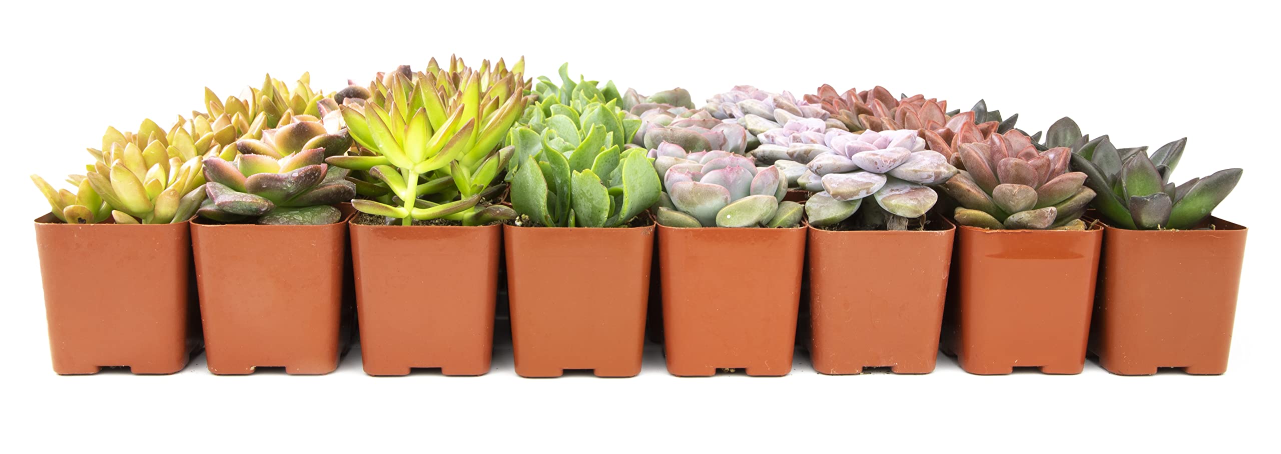 50 Pack Live Succulents Plants - Variety Indoor Houseplants in Nursery Pots | Bulk Succulent Collection for Home Decor, Office Desk, Wedding Favors & Gift Ideas