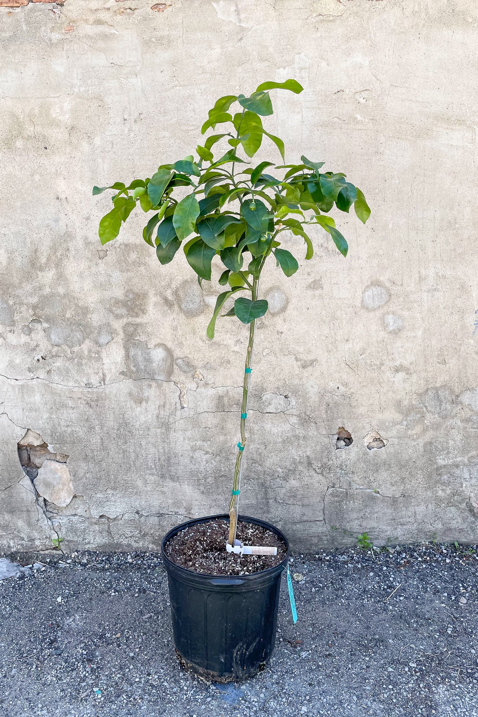 Ruby Red Grapefruit Tree - Standard Size (12
