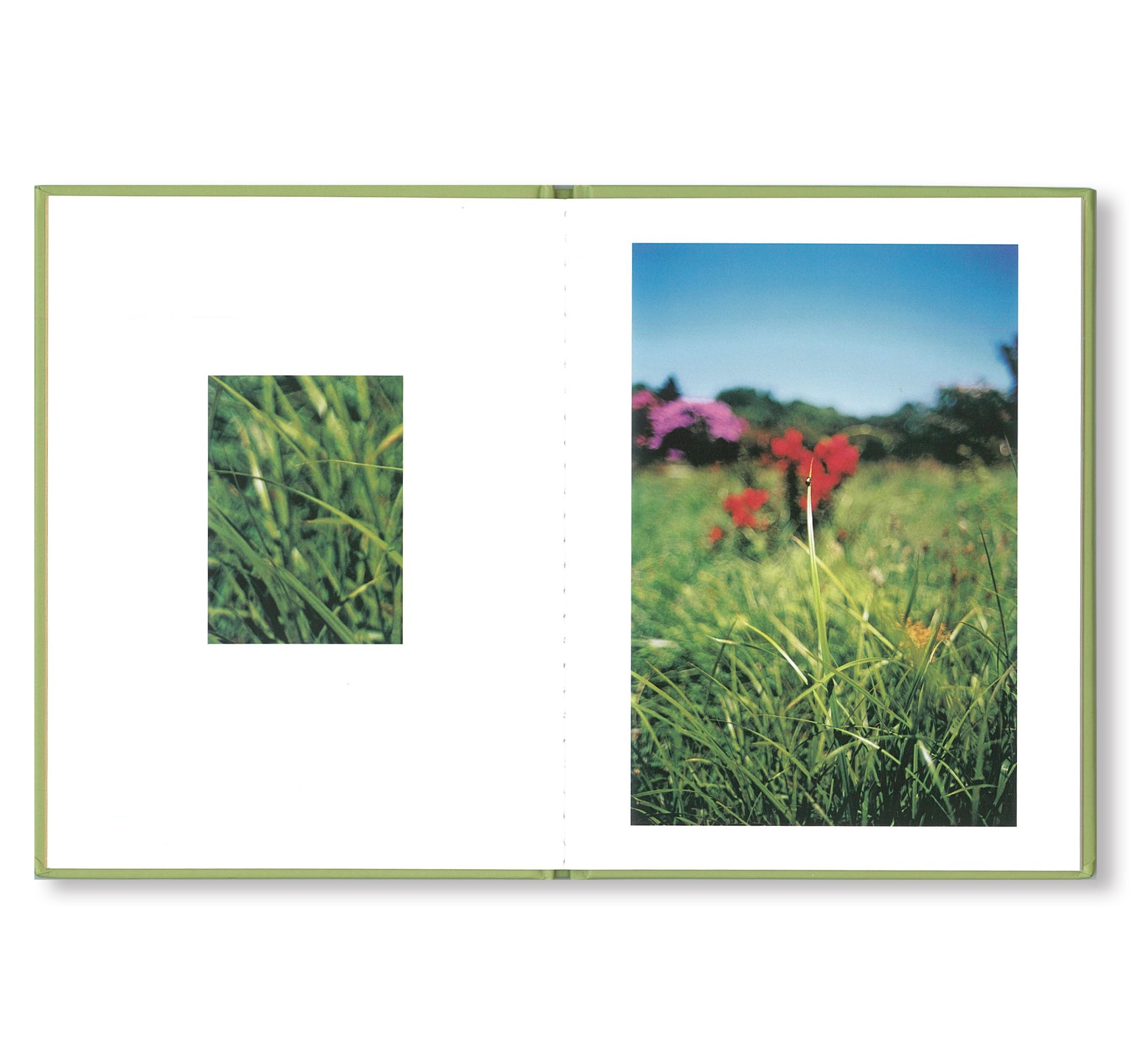 ONE PICTURE BOOK #67: SOME INSECTS by Terri Weifenbach - Nature Photography Book for Kids & Adults - Perfect for Home Decor, Classroom Learning & Insect Enthusiasts