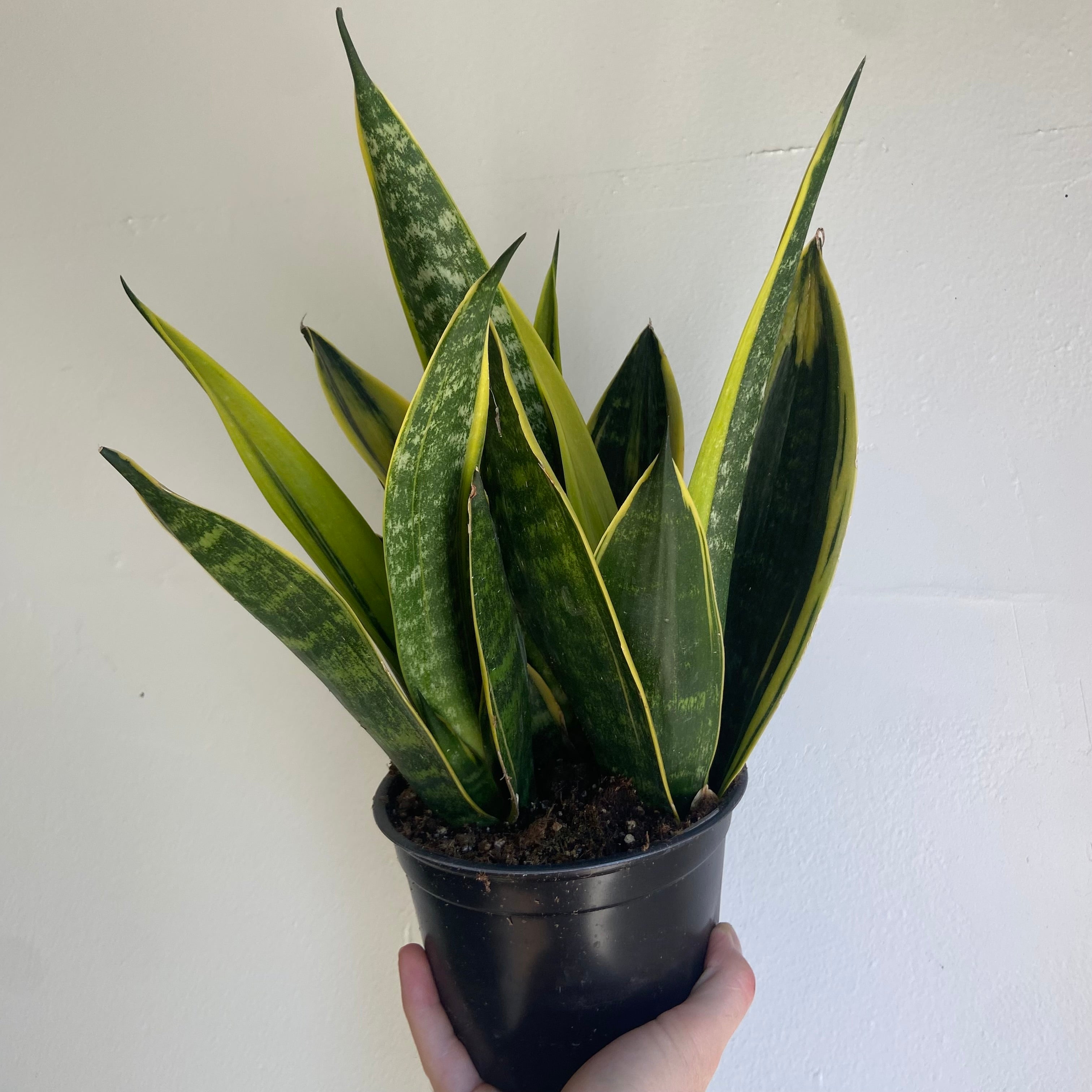 Sansevieria Golden Flame Snake Plant - Low Light Indoor Houseplant for Home, Office & Bedroom Decor - Air Purifying Live Plant for Beginners