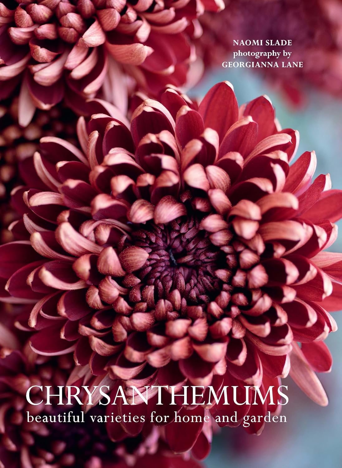 Chrysanthemum Flowers - Stunning Varieties for Home Decor & Garden Landscaping | Perfect for Fall Arrangements, Wedding Bouquets & Outdoor Planting