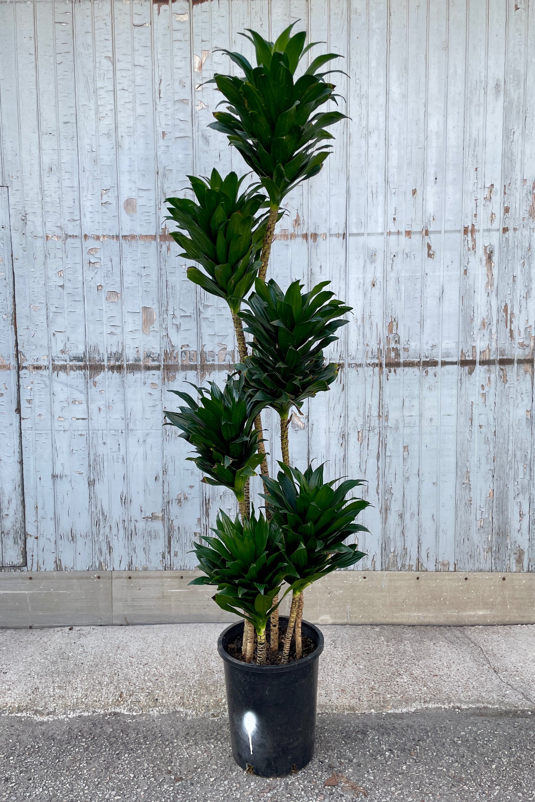Dracaena 'Janet Craig Compacta' Indoor Plant - #5 Pot Size | Low Light Houseplant for Home & Office Decor | Perfect for Living Rooms, Bedrooms and Workspaces