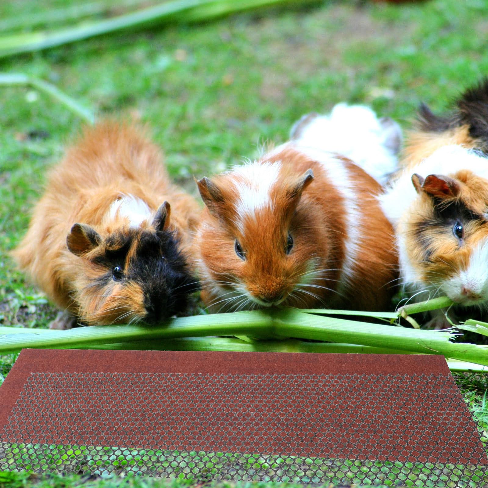 NOLITOY Sandy Trimmer Strips - Pet Nail Trimmer for Hamster, Gerbil & Small Animal Exercise Wheels | Prevents Overgrown Nails on Running Wheels & Glider Wheels | Perfect for Cage Accessories & Small Pet Care
