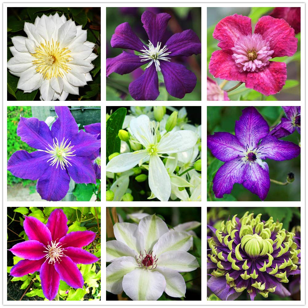 Clematis Mix Flower Seeds (20+ Pack) - Easy to Grow Indoor & Outdoor Plants for Home Garden, Bonsai, and Landscaping | Perfect for Balconies, Patios, and Backyard Decor