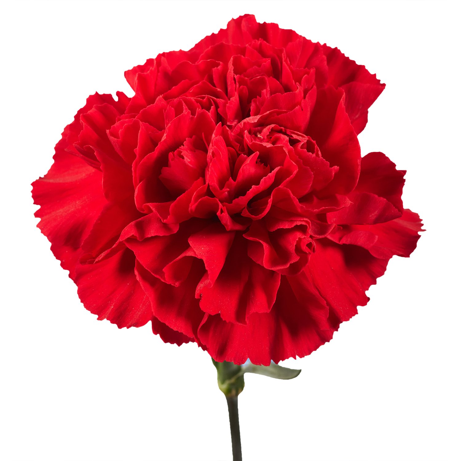 200 Fresh Cut Red Carnations - Long Lasting Flowers for Bouquets, Weddings & Special Occasions - Perfect Romantic Gift for Valentine's Day, Anniversary & Mother's Day