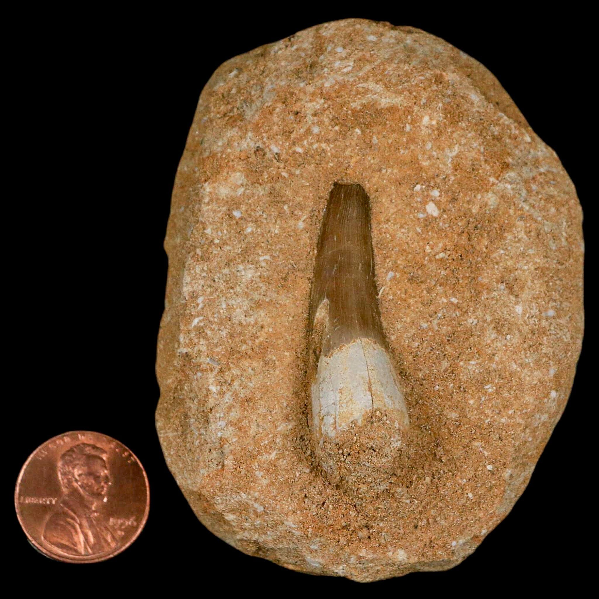 1.5 Inch Authentic Plesiosaur Zarafasaura Tooth Fossil in Matrix - Cretaceous Dinosaur Era Specimen with COA - Perfect for Fossil Collectors, Paleontology Enthusiasts, and Educational Displays