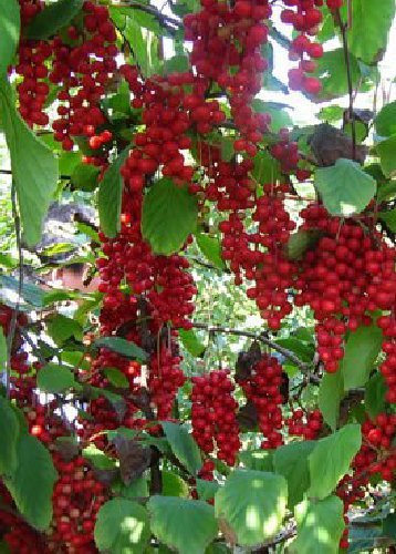 Organic Schisandra Chinensis Seeds (15 Count) - Wu-Wei-Zi Five Flavor Berry - Non-GMO Medicinal Plant for Home Garden - Perfect for Herbal Tea, Natural Remedies & Asian Cuisine