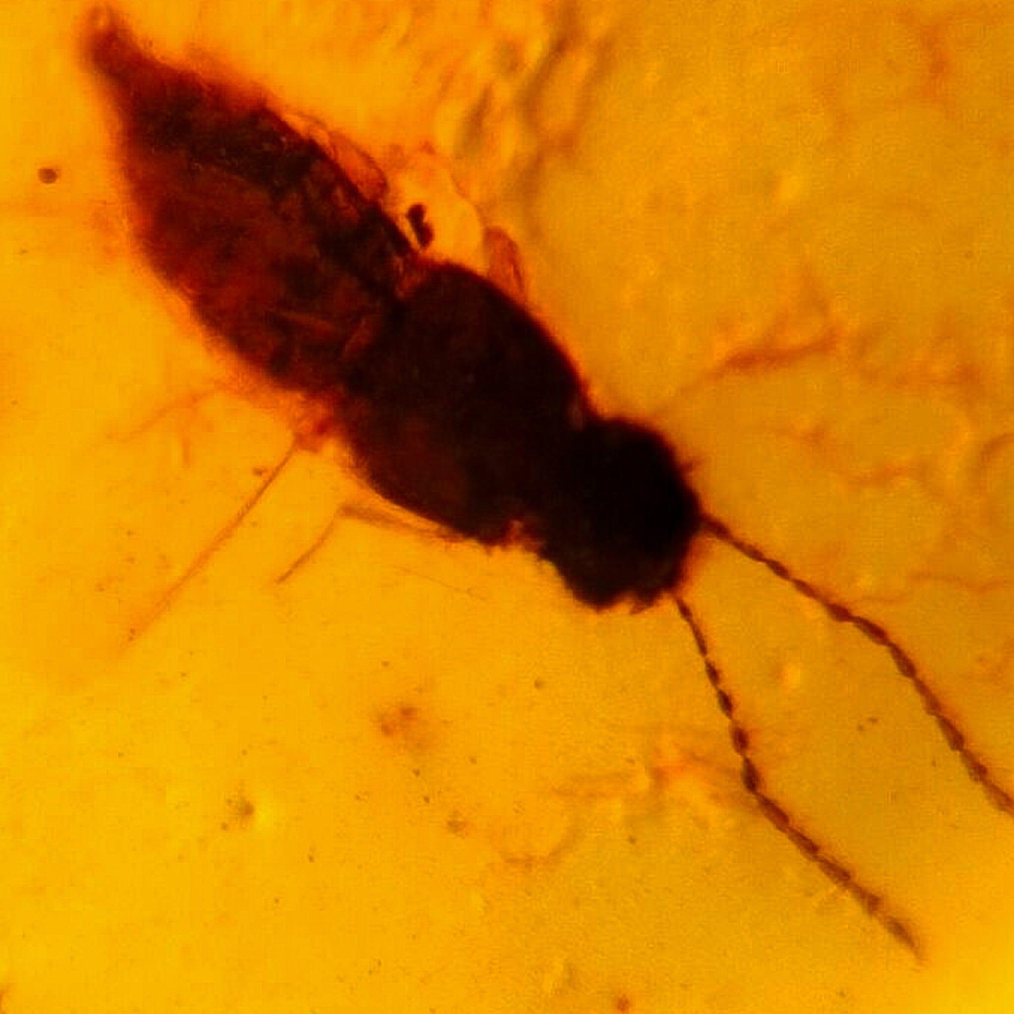 Authentic Burmese Insect Amber Fossil - Rove Beetle & Roach in Burmite from Cretaceous Dinosaur Era | Rare Collector's Specimen for Science Education & Home Decor