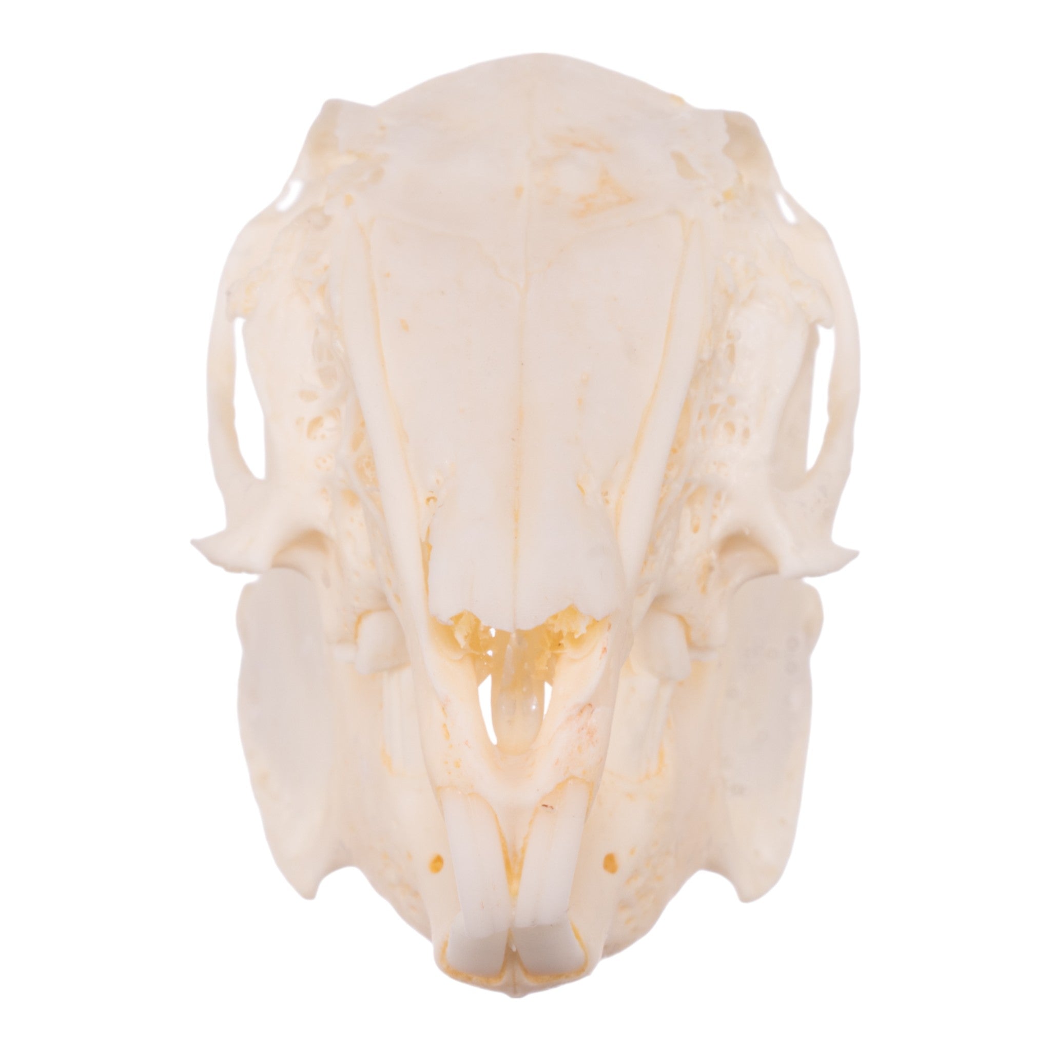 Authentic Eastern Cottontail Rabbit Skull - Taxidermy Specimen for Science, Education & Gothic Decor
