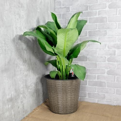 Catleza 13.4 Inch Self-Watering Wicker Planter - Round Natural Rattan Flower Pot for Indoor & Outdoor Plants | Perfect for Home Decor, Patio, Garden, and Office Spaces