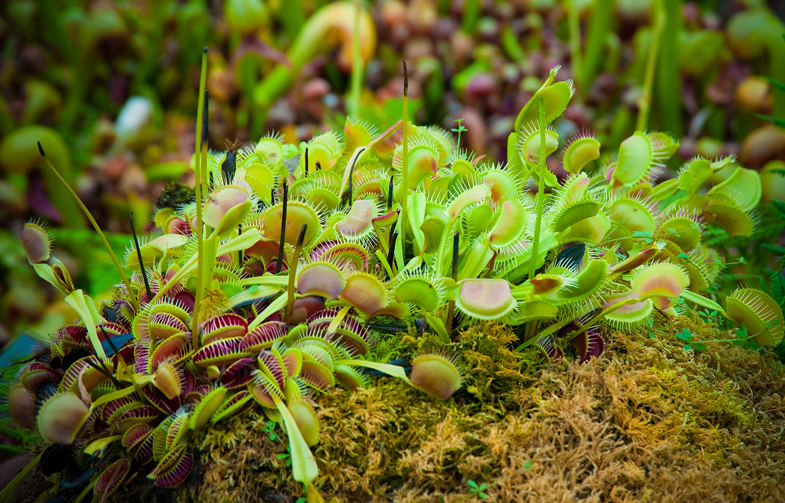 3 Inch Live Venus Fly Trap Plant (Dionaea Muscipula) - Carnivorous Houseplant for Terrariums & Indoor Gardens | Perfect for Natural Pest Control, Science Projects & Unique Home Decor