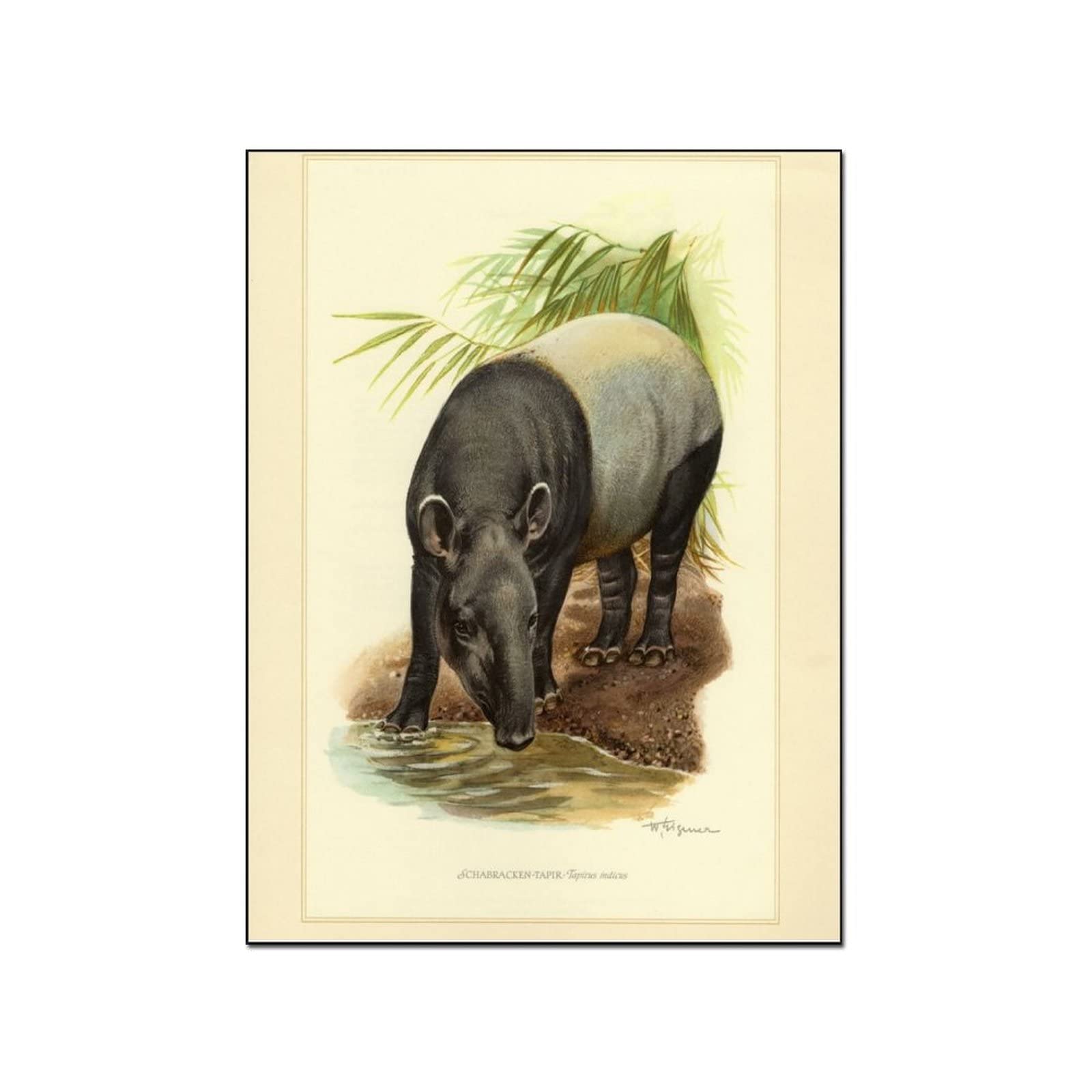 Vintage Malay Tapir Wildlife Painting Canvas Print - 20x26 Inch (51x66cm) Animal Wall Art Poster for Living Room, Bedroom, Office & Nursery Decor - Perfect for Jungle Theme, Wildlife Lovers & Home Styling