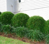 10 Live Winter Gem Boxwood Shrubs - Gallon Size Evergreen Hedge Plants for Landscaping by DAS Farms (No CA) | Perfect for Privacy Screens, Garden Borders & Foundation Planting