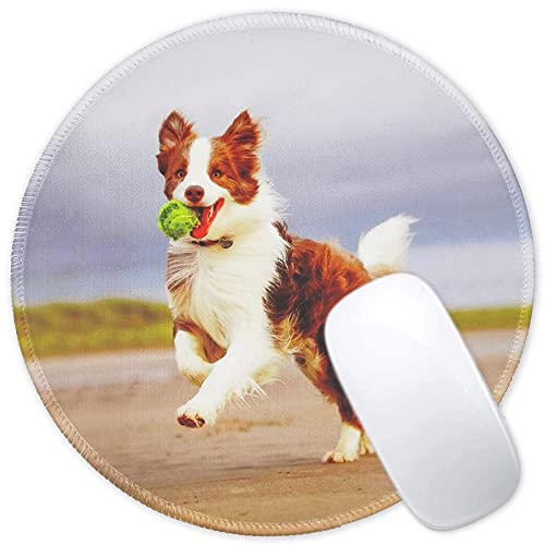Cute Dog Playing Ball