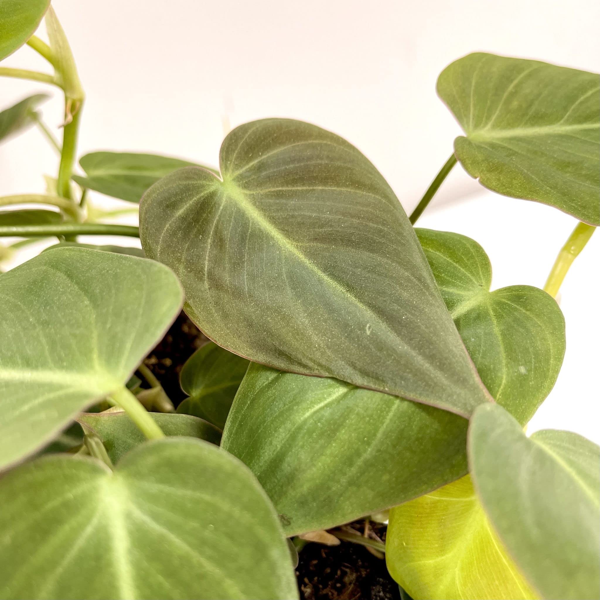 Philodendron Micans - 3 Live Plants in 4 Inch Growers Pots - Air Purifying Indoor Houseplant for Home, Office & Gift - Easy Care Tropical Plant from Florida