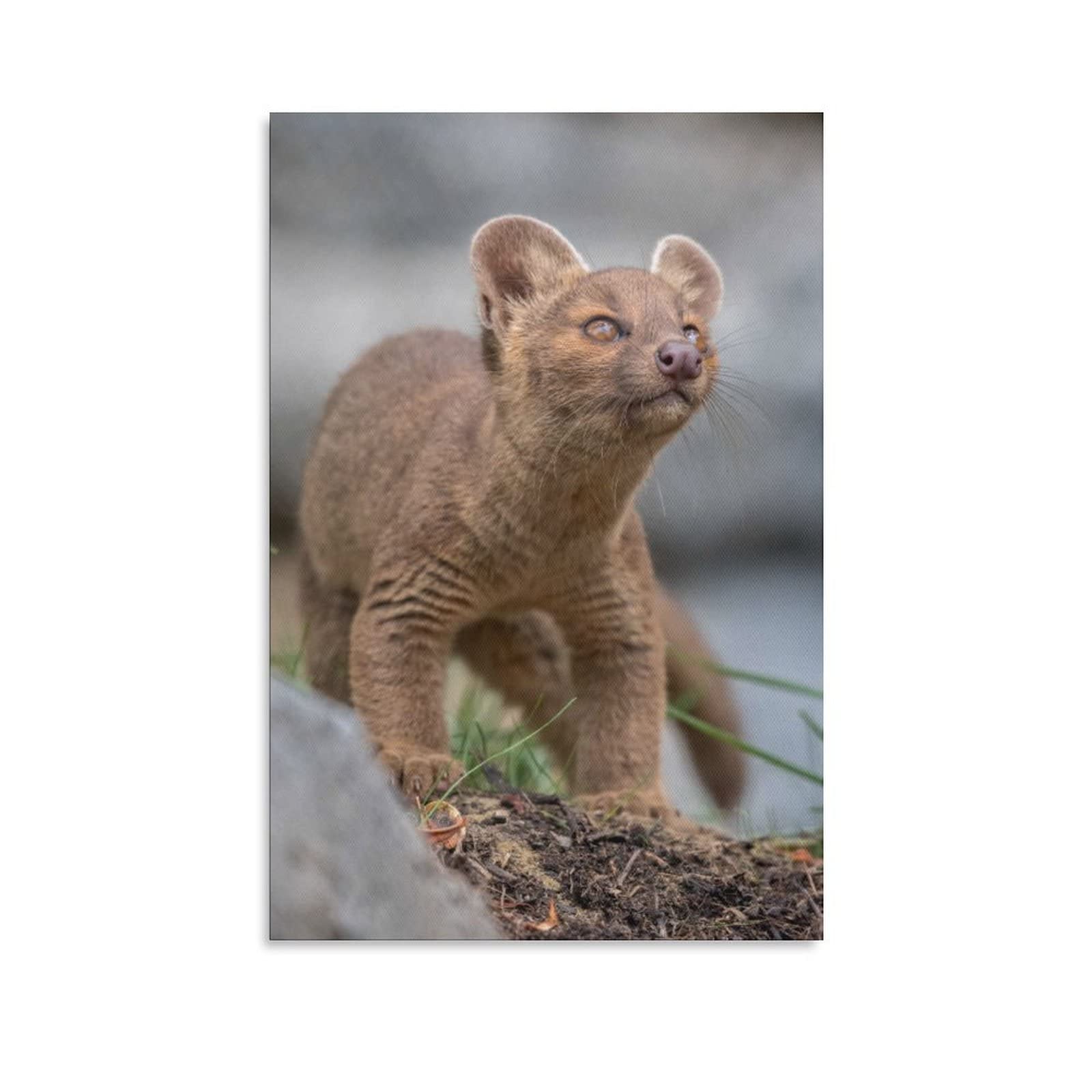 Fossas Animals Wild Mammals Canvas Wall Art Print - 12x18 Inches (30x45cm) - Modern Home Decor for Living Room, Bedroom & Office - Perfect Gift for Nature Lovers & Wildlife Enthusiasts | Ideal for Home Decoration, Housewarming Gifts & Interior Design