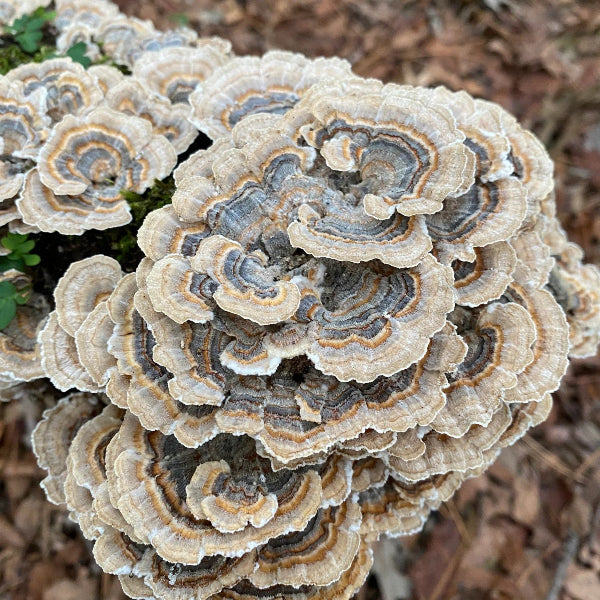 Organic Functional Mushrooms for Immune Support & Wellness - Boost Energy & Focus - Perfect for Smoothies, Coffee & Healthy Recipes
