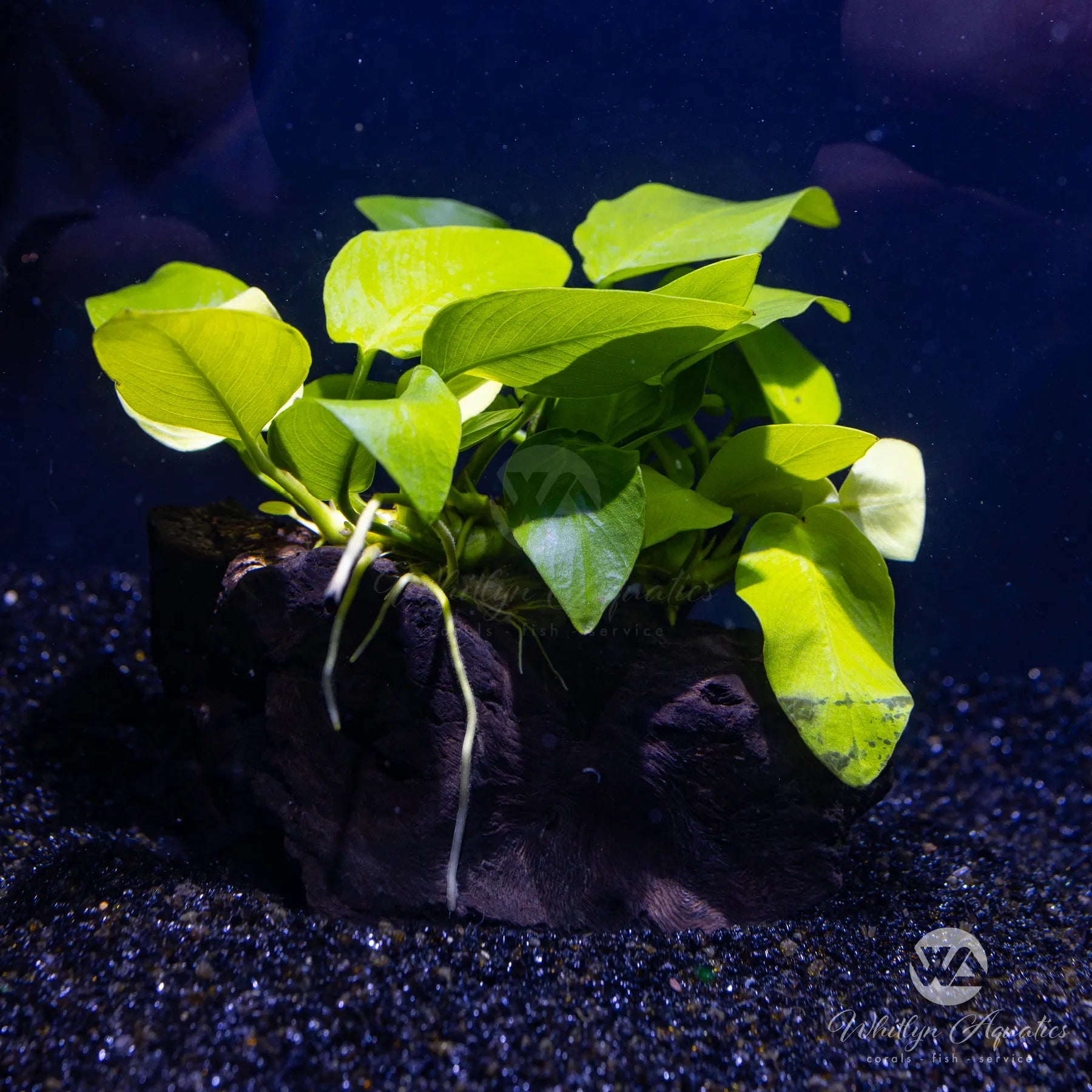 Anubias Barteri Var Nana Golden on Pterocapus Wood - Live Aquarium Plant for Fish Tank Decoration, Low Light Aquatic Plants for Freshwater Aquascaping