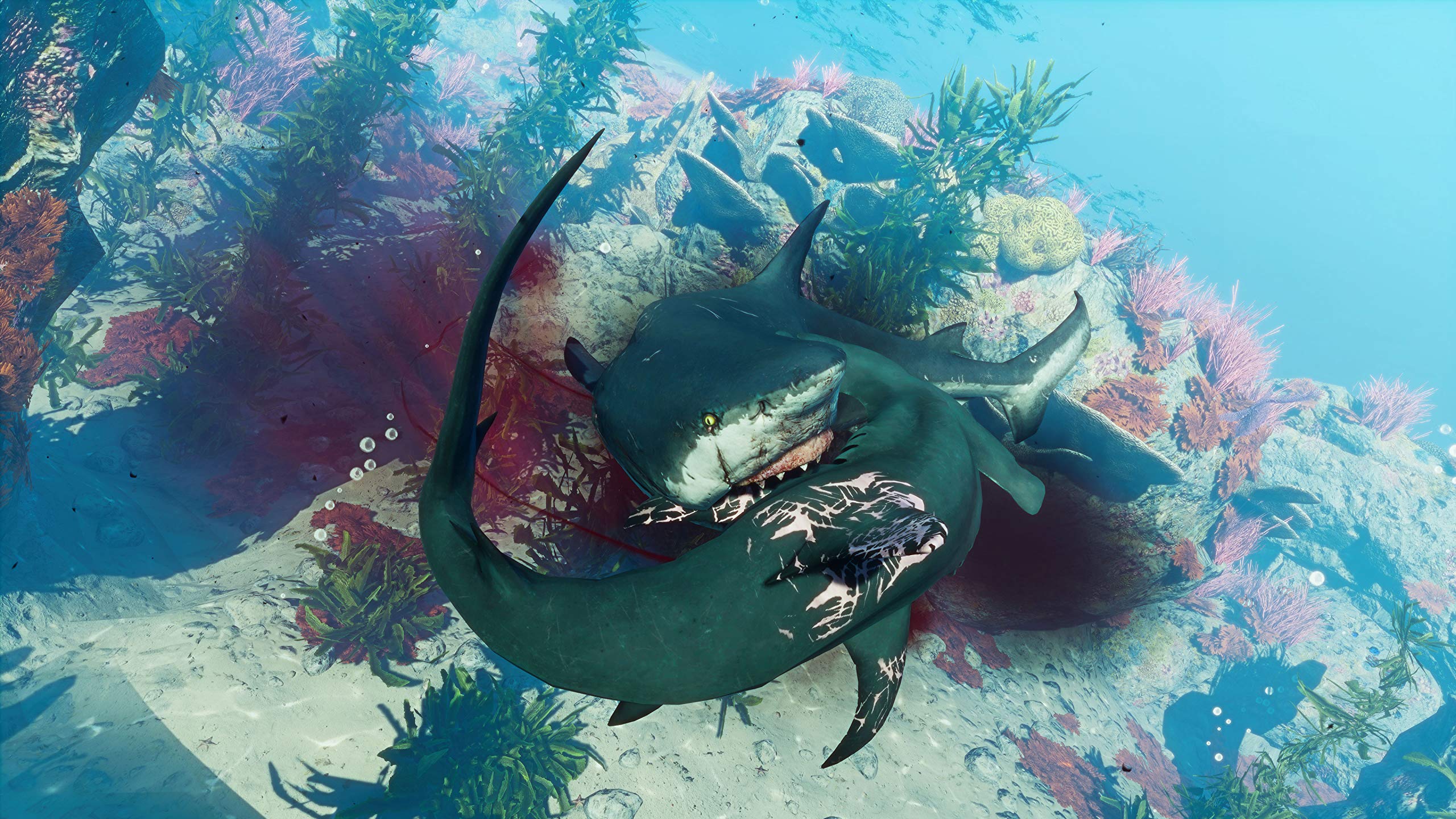 Maneater - PS4 Game for PlayStation 4 | Action RPG Underwater Adventure | Perfect for Shark Lovers & Open-World Gamers | Great for Single-Player Story Mode & Casual Gaming Sessions