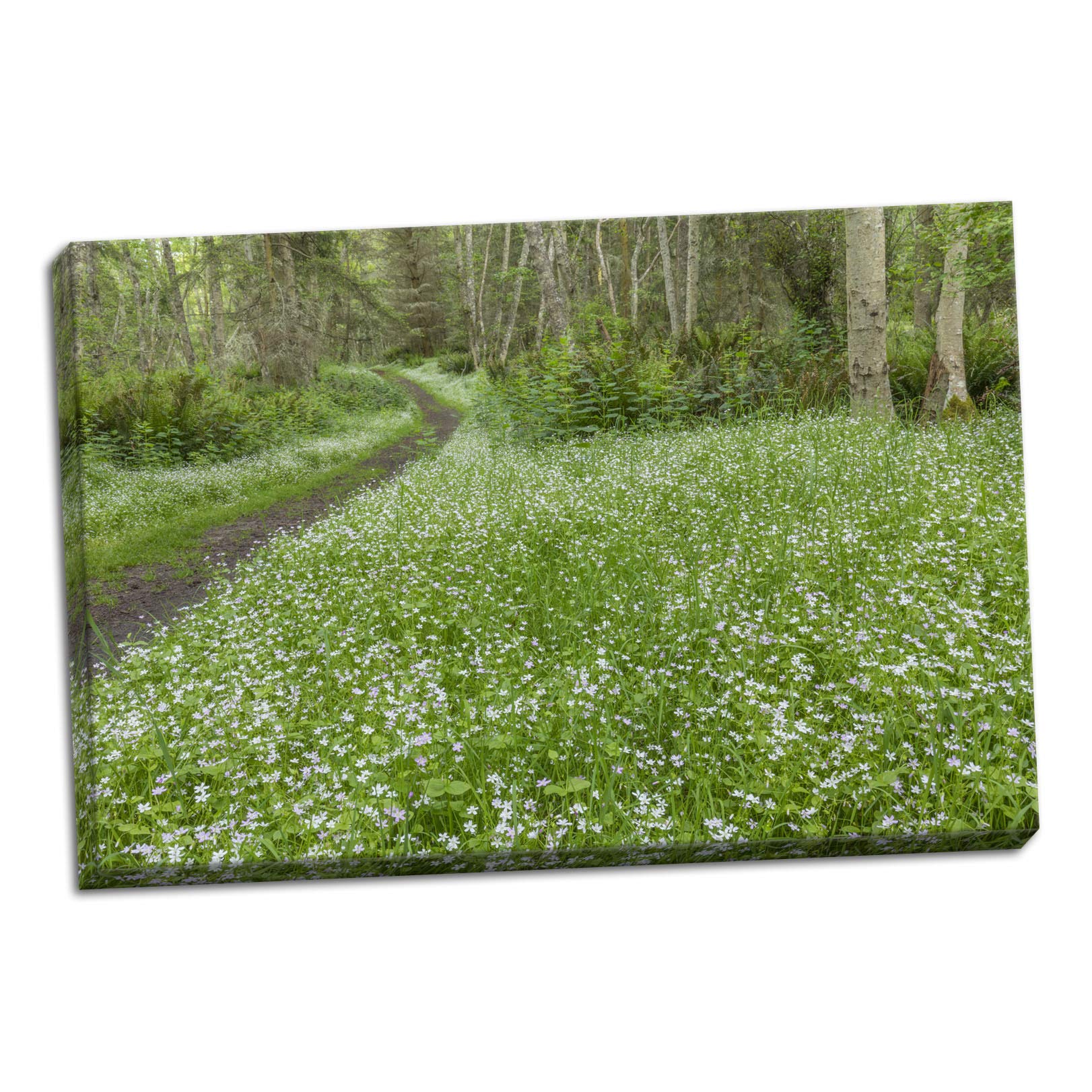 Contemporary Siberian Spring Beauty by Kathy Mahan - 36x24in Hand-Stretched Canvas Art Print - Ready to Hang Wall Decor for Living Room, Bedroom & Office