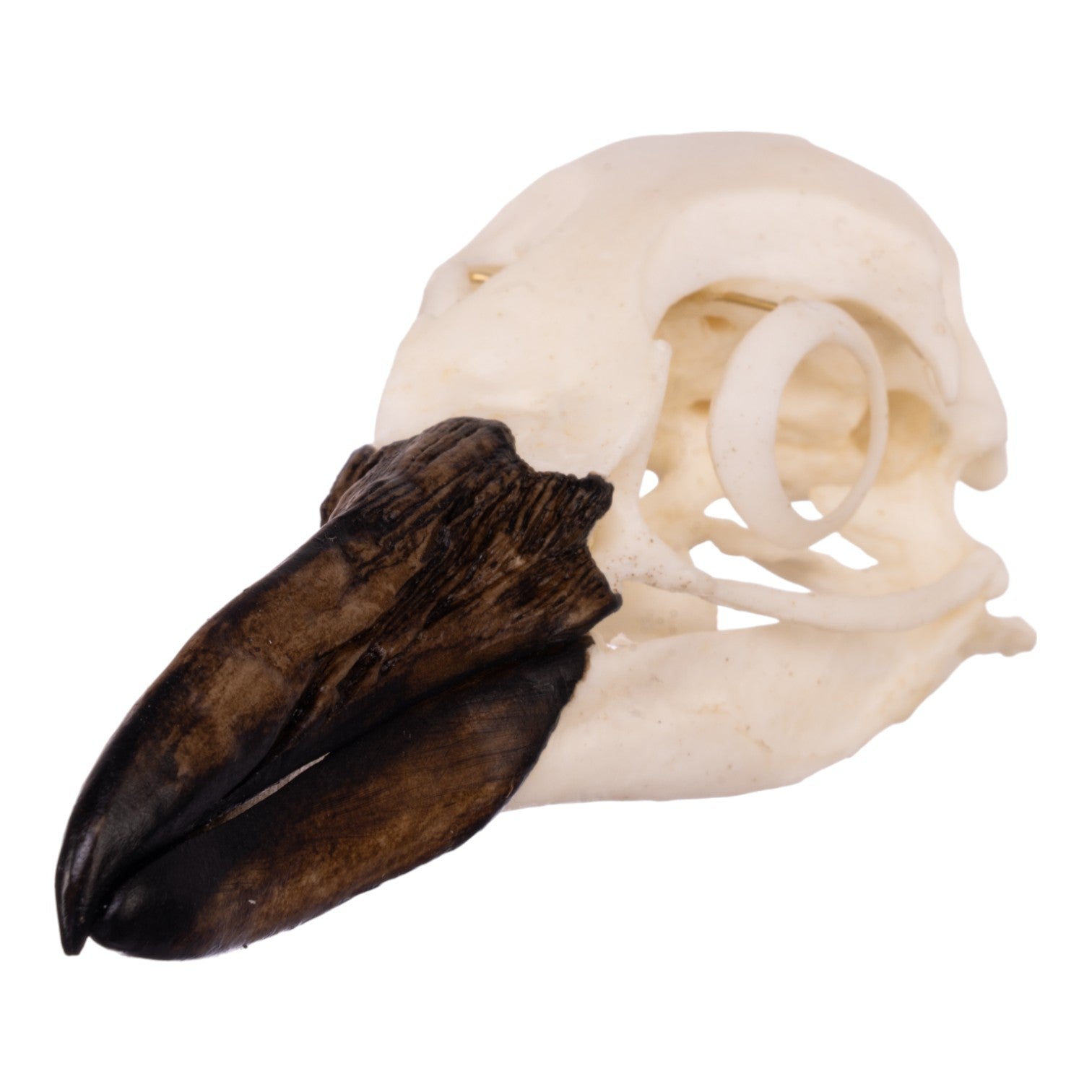 Replica Magellanic Penguin Skull - Lifelike Educational Model for Science Classrooms, Museums & Home Decor | Perfect for Biology Study, Animal Lovers & Unique Gifts