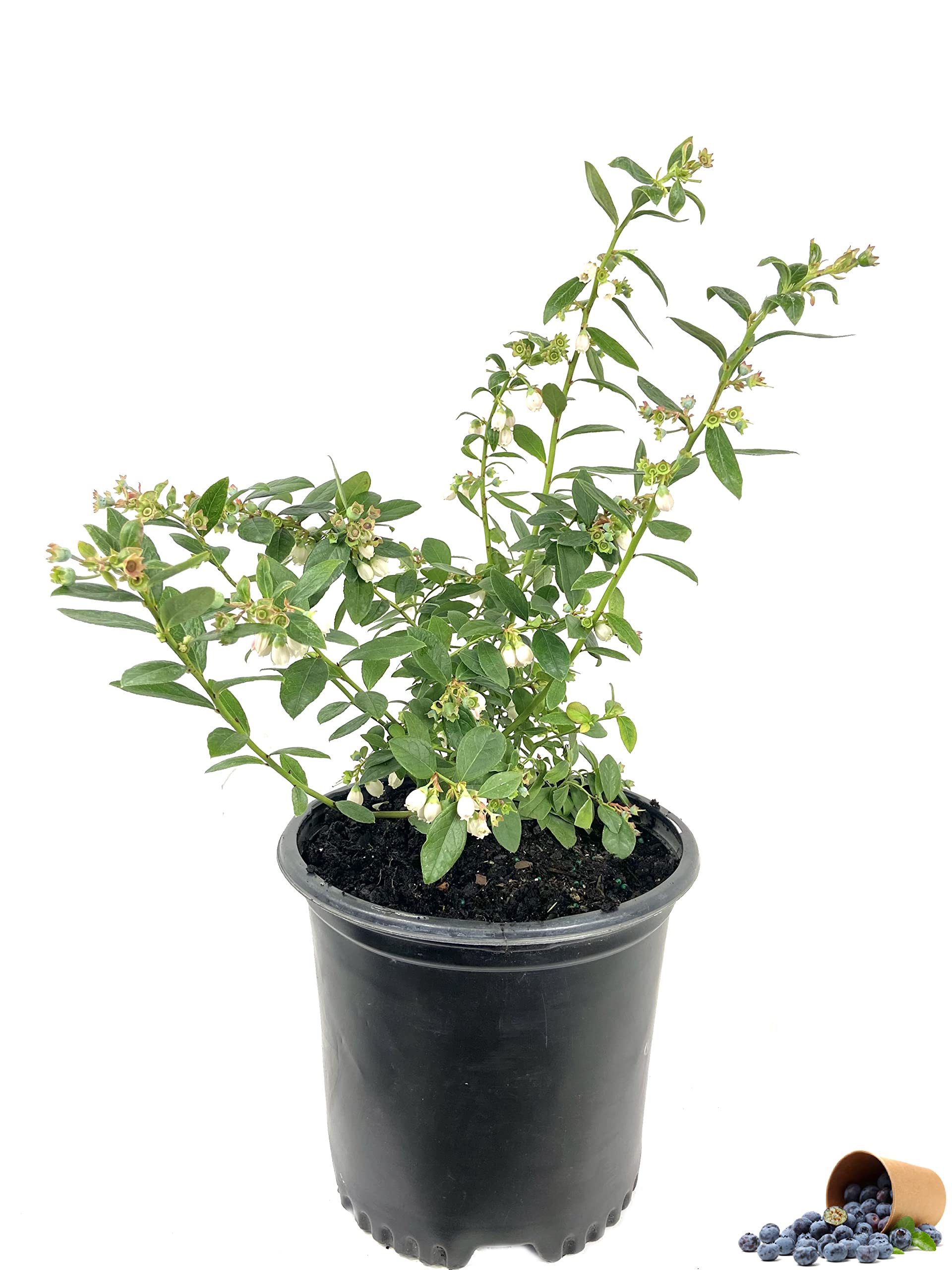 Blueberry Plants - 5 Live Plants in 6 Inch Growers Pots - Healthy Fruit Bearing Bushes for Patio, Garden & Homegrown Berries - Perfect for Fresh Eating, Baking & Landscaping