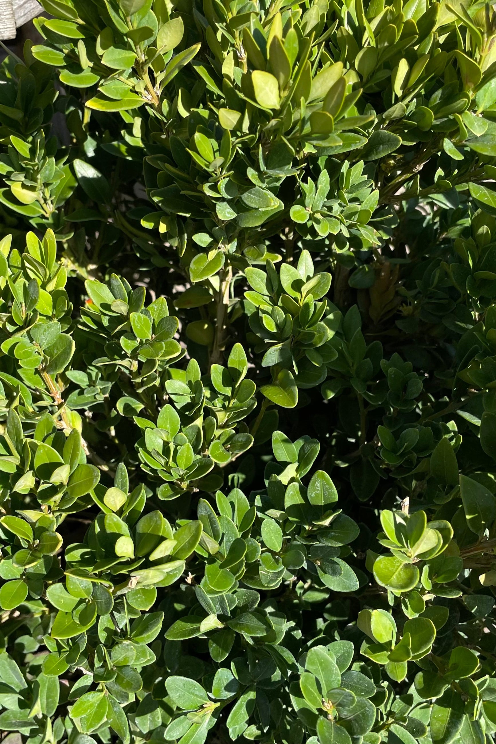 Buxus 'Chicagoland Green' #2 - Hardy Evergreen Shrub for Landscaping, Hedges & Garden Borders | Perfect for USDA Zones 4-9 | Outdoor Planting & Container Gardening