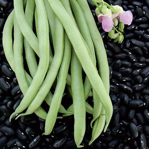 Heirloom Black Valentine Bush Bean Seeds - Non-GMO Phaseolus Vulgaris (50+ Seeds Per Packet) by Isla's Garden Seeds - Perfect for Home Gardening, Vegetable Patches & Organic Farming