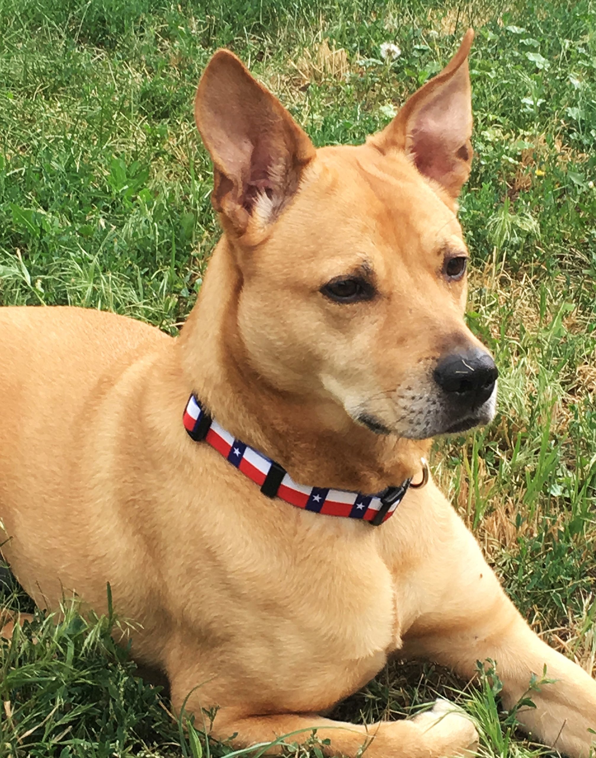 Native Pup Texas State Flag Dog Collar - Large Size for Medium to Large Dogs - Durable Nylon Pet Collar with Adjustable Buckle - Perfect for Walks, Hiking & Texas Pride Pet Accessories