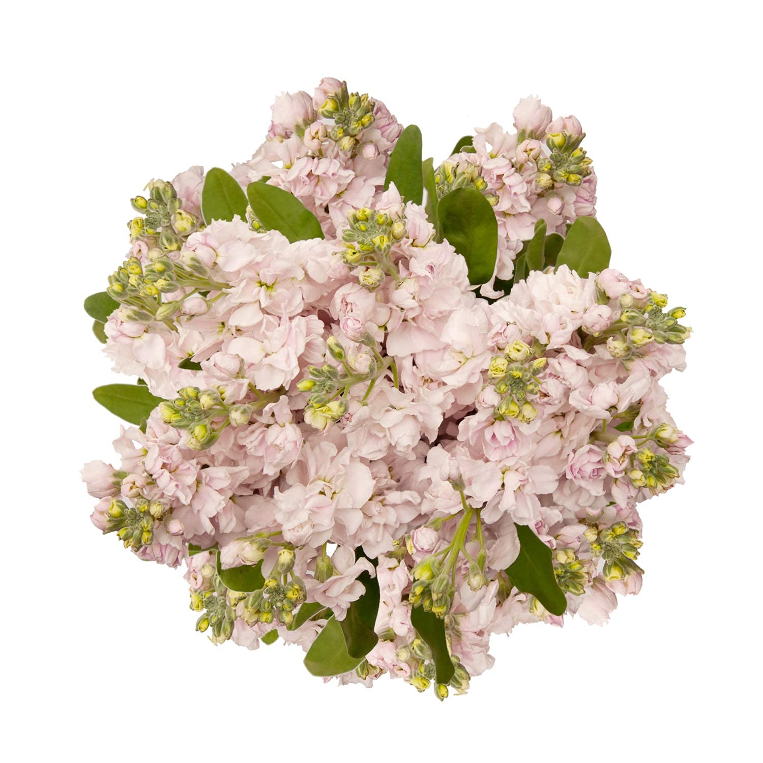 140 Stems Pink Baby's Breath Flowers - Bulk Wholesale Fresh Floral Stock for Wedding Bouquets, Centerpieces, and Home Decor