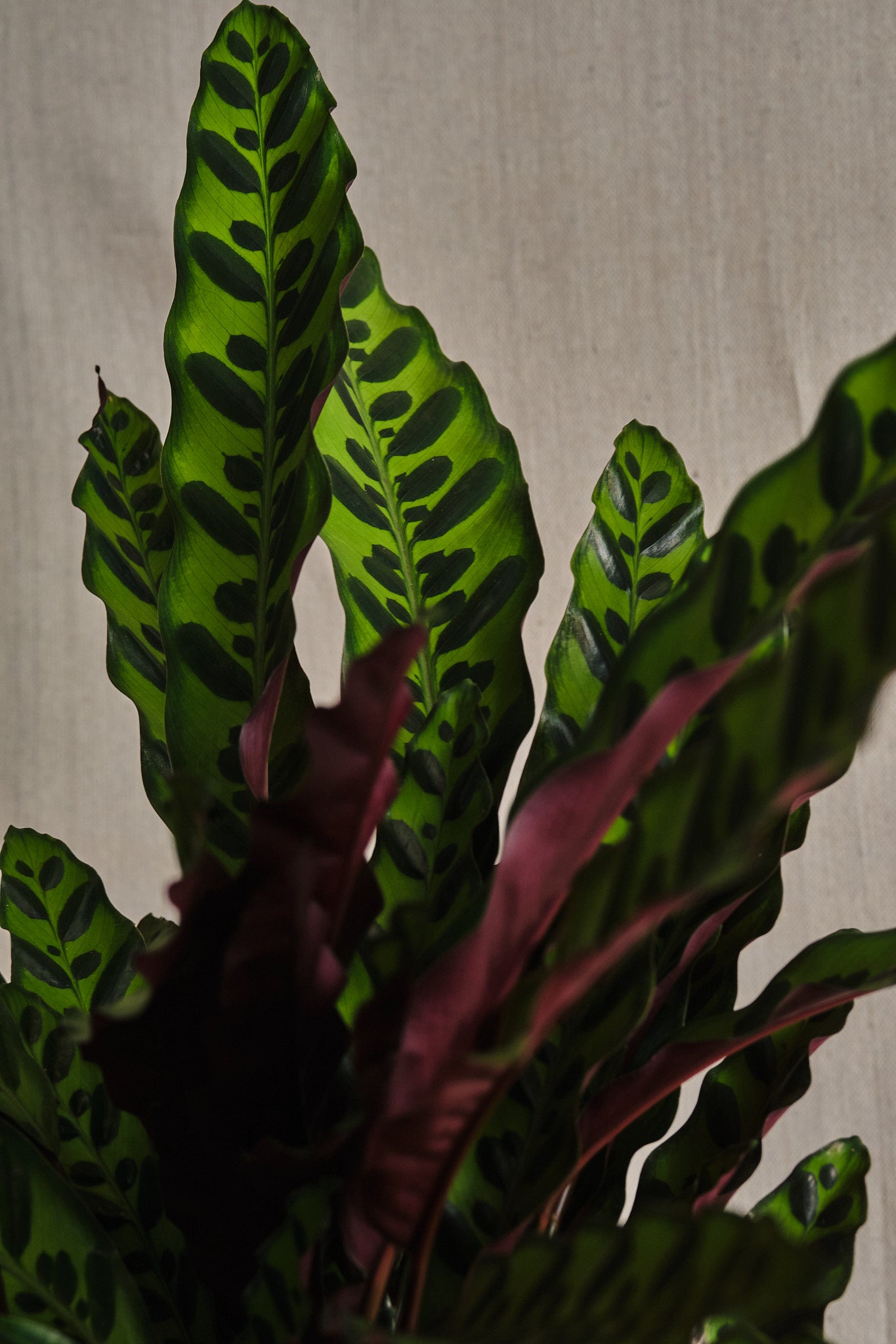 Calathea Lancifolia (Rattlesnake Plant) - Low Light Indoor Houseplant for Home, Office & Decor | Easy Care Air Purifying Plant for Bedroom, Living Room