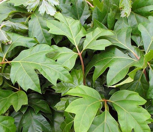 Grape Ivy (Cissus Rhombifolia) - 5 Live Plants in 4 Inch Pots - Easy Care Indoor Houseplant Vine for Home Decor, Office & Hanging Baskets