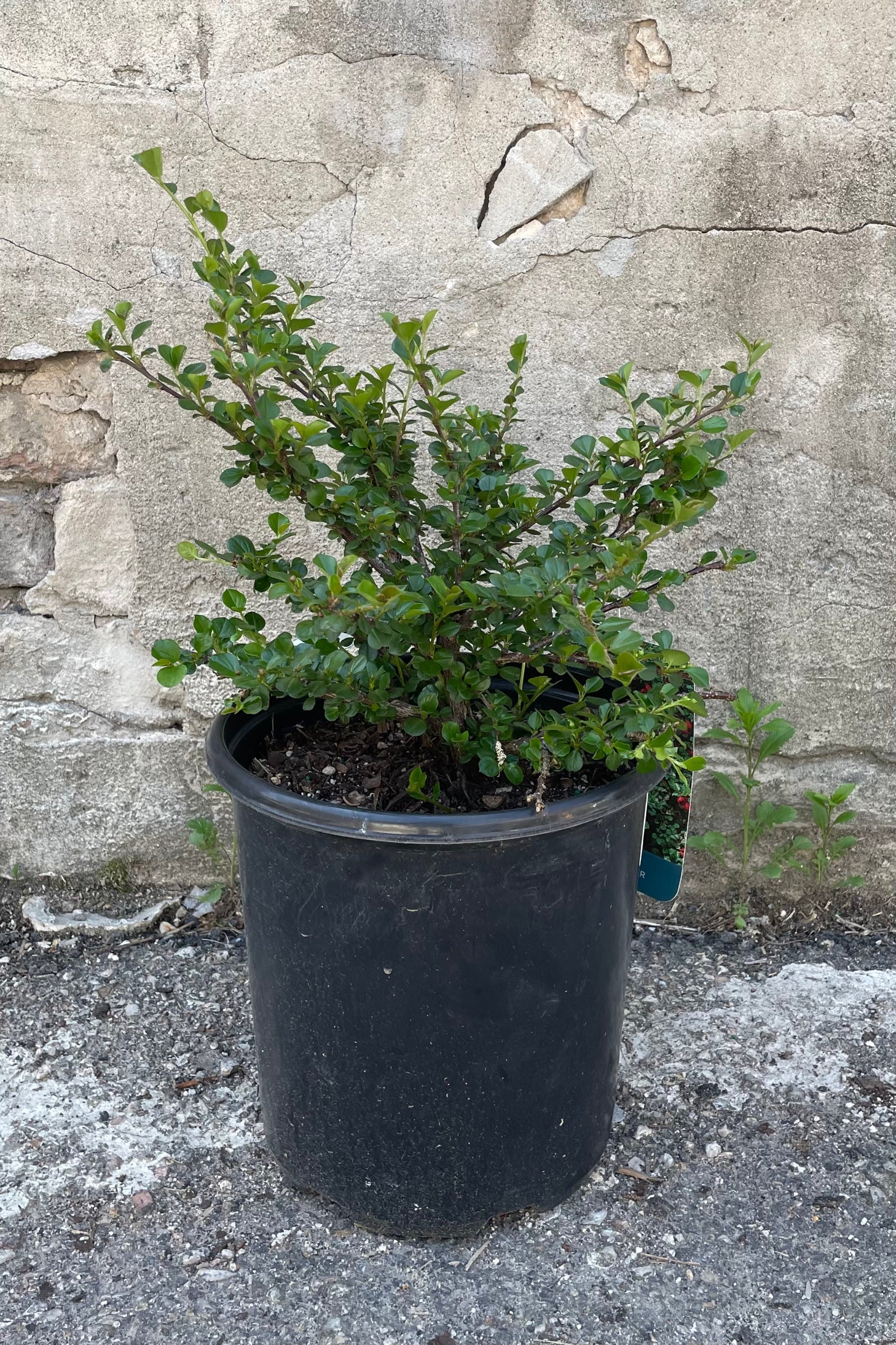 Buy Cotoneaster Apiculatus #2 - Hardy Shrub for Landscaping, Ground Cover & Erosion Control | Perfect for Gardens, Borders & Slopes