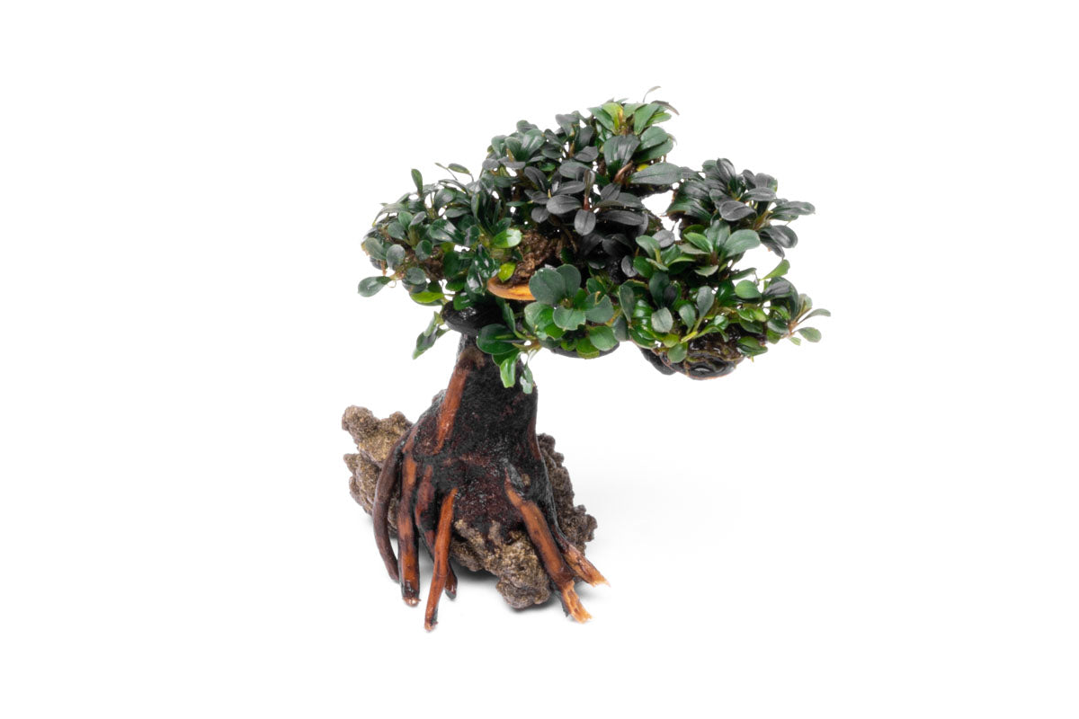 Bucephalandra Bonsai Tree - Live Aquatic Plant for Aquascaping | Perfect for Fish Tanks, Aquariums & Terrariums | Low Maintenance Freshwater Plant Decor