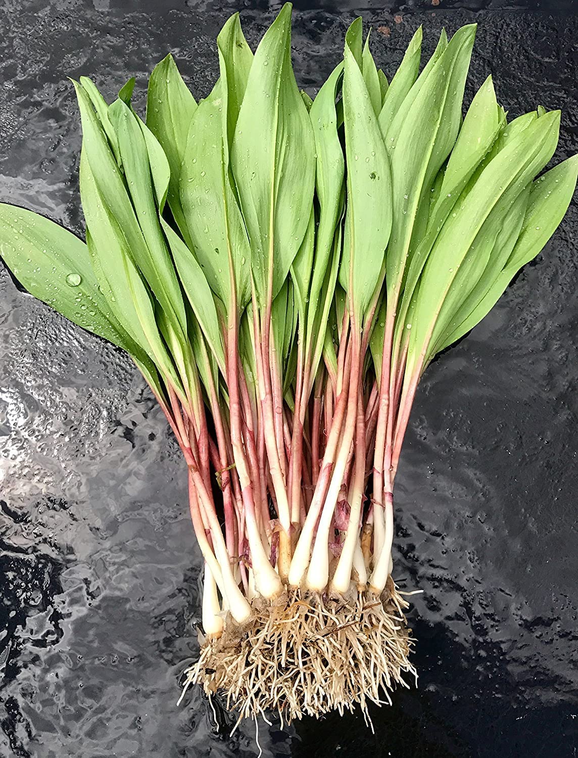 100 Fresh Wild Ramps Leeks - Organic Allium Tricoccum for Cooking, Planting & Foraging - Perfect for Soups, Salads, Pesto & Sustainable Gardening