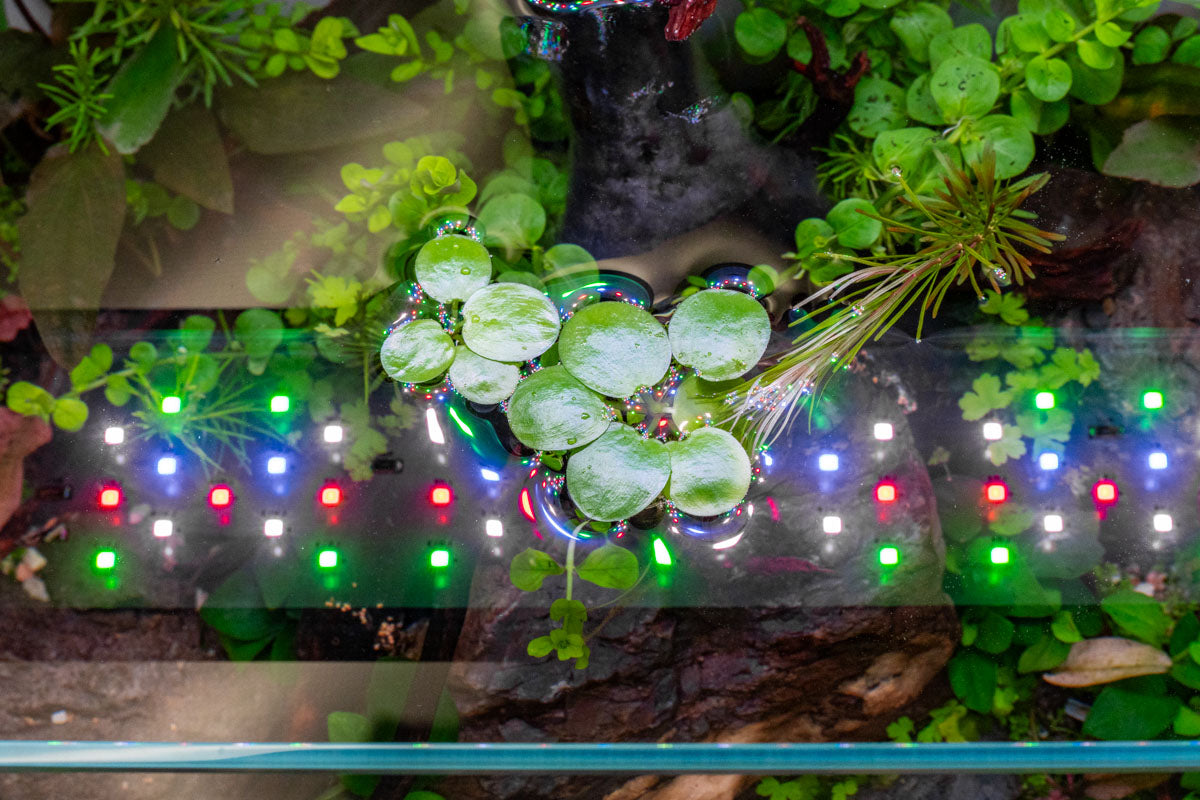 Limnobium Laevigatum (Amazon Frogbit) Floating Aquatic Plants for Ponds & Aquariums - Perfect for Water Gardens, Fish Tanks, and Natural Filtration