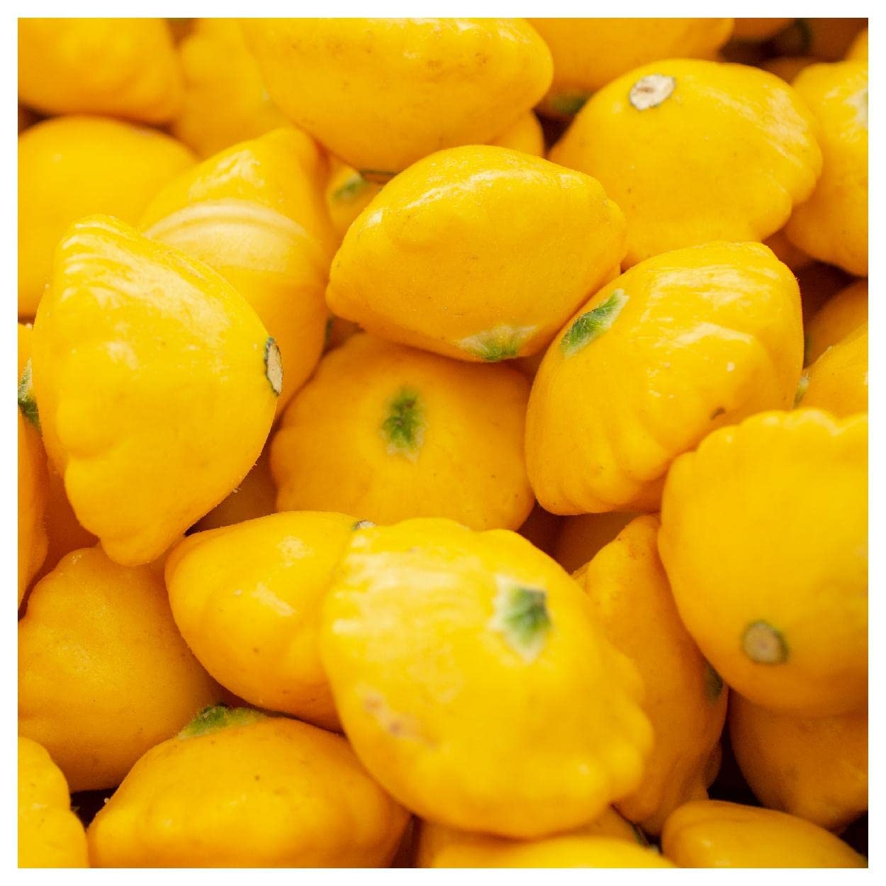 Organic Scallop Yellow Bush Summer Squash Seeds - 1 Oz Non-GMO Heirloom Seeds for Home Garden - Perfect for Salads, Grilling & Healthy Recipes