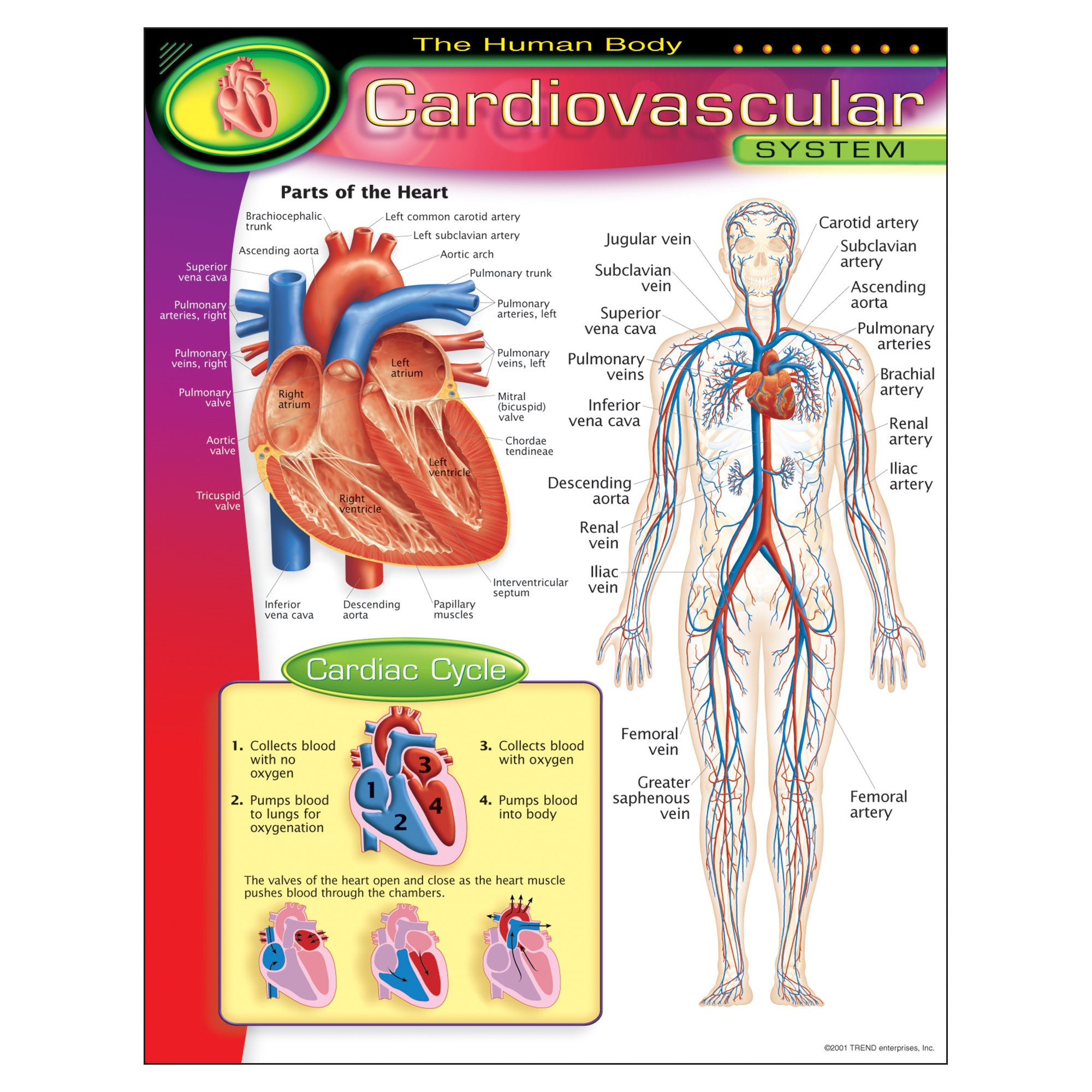 Cardiovascular System Learning Chart - Human Anatomy Educational Poster for Classroom, Medical Study & Home Schooling