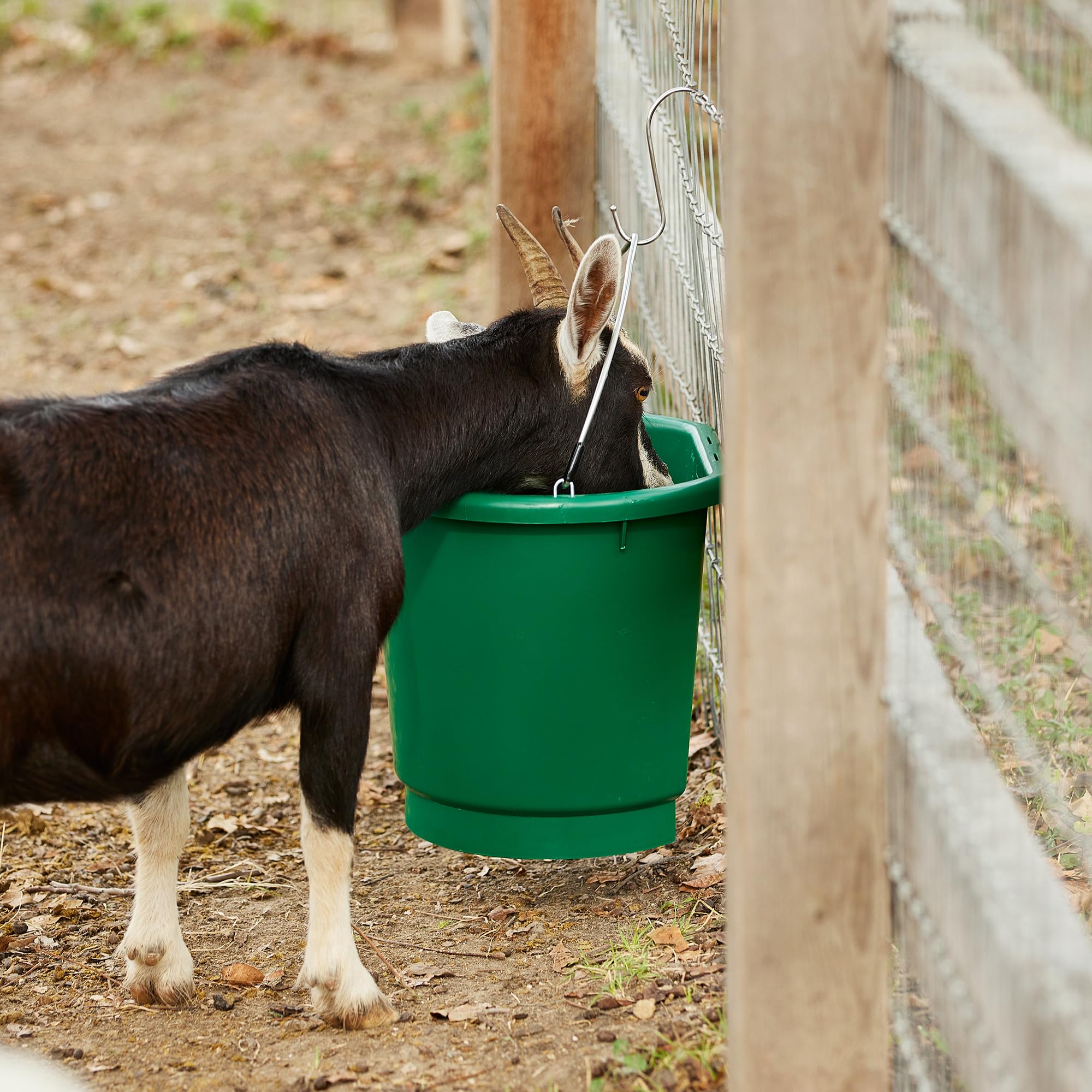 Farm Innovators 3 Gallon Heated Bucket with Thermostat - Green Plastic Flat Back Design, Metal Handle & Hidden Cord Storage - 70W (3 Pack) for Livestock Watering, Winter Pet Care & Outdoor Animal Hydration