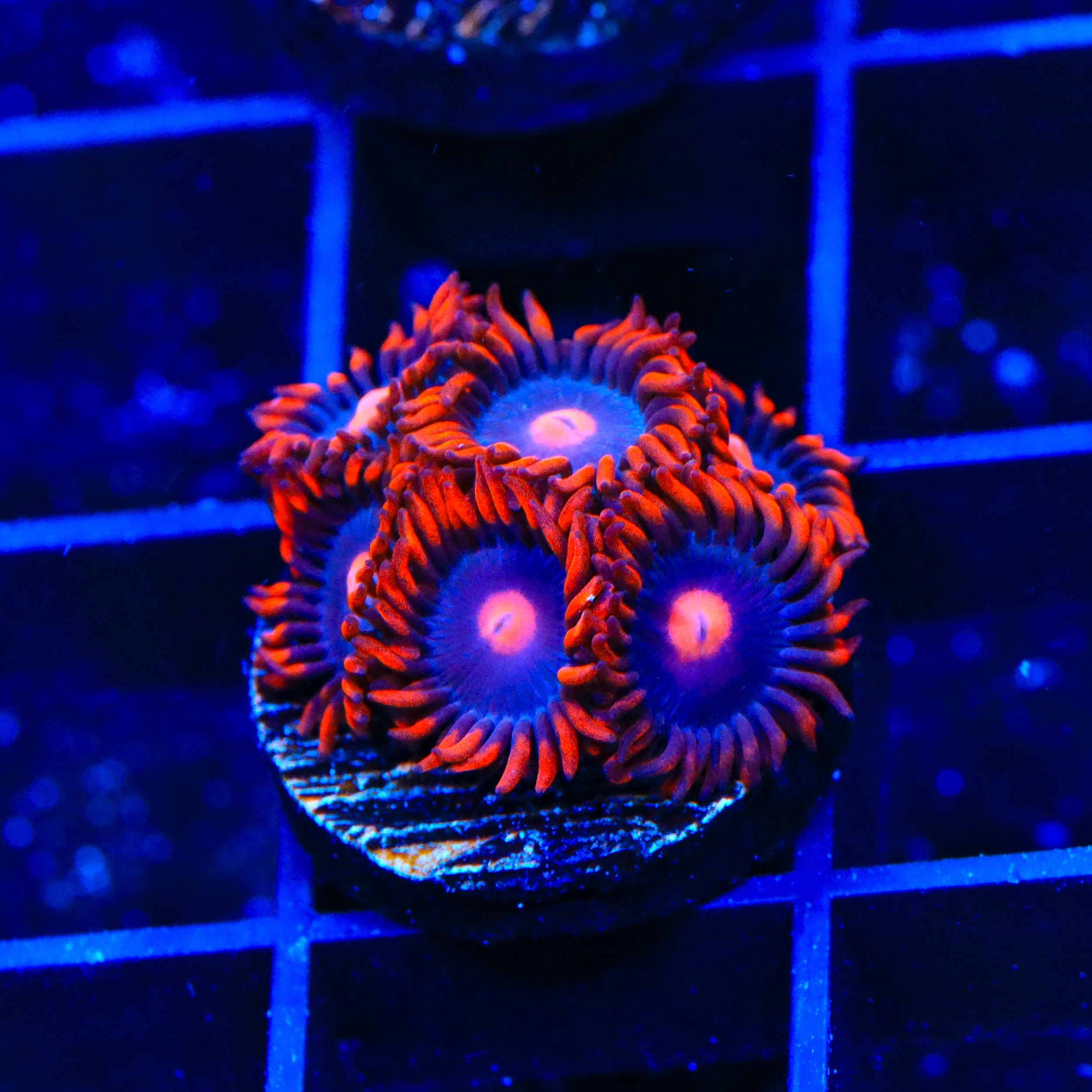 Premium Clementine Zoanthids Coral for Saltwater Aquariums - Vibrant Orange Coral Frags for Reef Tanks & Nano Tanks | Perfect for Beginners & Coral Enthusiasts
