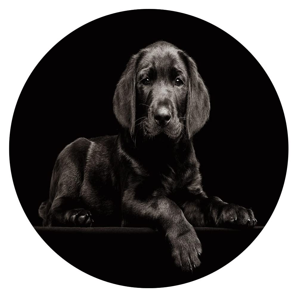 300-Piece Circular Wooden Jigsaw Puzzles - Animals Collection, Black & White Round Puzzles for Adults & Kids | Stress Relief Toys, Educational Games, School Supplies & Family Bonding Activities | Perfect for Home Decor, Classroom Learning & Relaxation Therapy