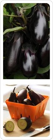 Non-GMO Eggplant Patio Baby 1000 Seeds - Compact Container Variety for Home Gardening, Balcony & Small Space Vegetable Growing