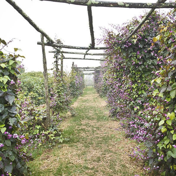 Hyacinth Bean Seeds (Dolichos lablab) - Organic, Non-GMO, Fast-Growing Vine Seeds for Home Garden, Vertical Gardening & Edible Landscaping