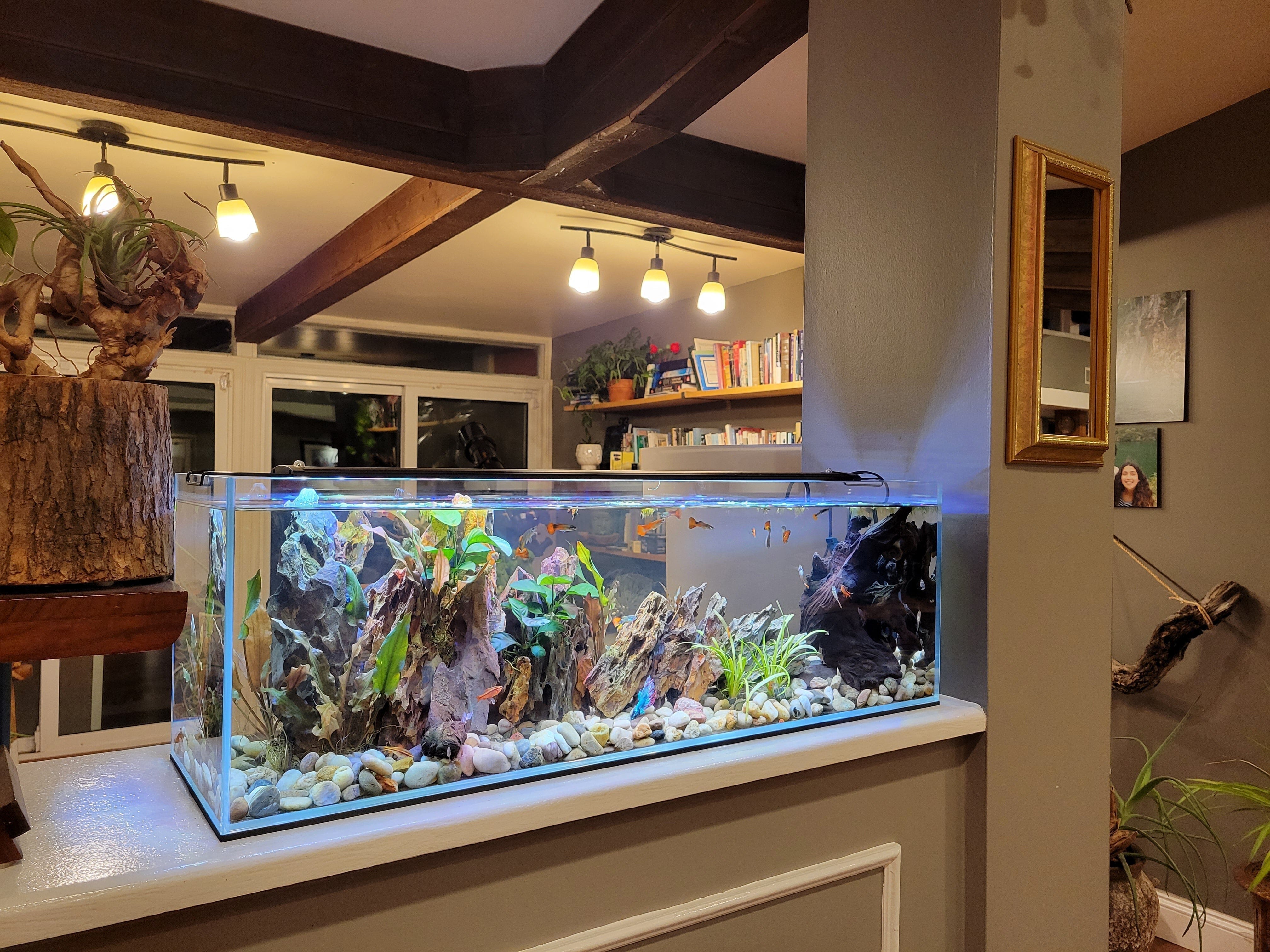 Lifegard Aquatics 22 Gallon Bookshelf Aquarium Kit - Complete Fish Tank Setup for Home & Office Decor | Perfect for Small Spaces & Nano Fish