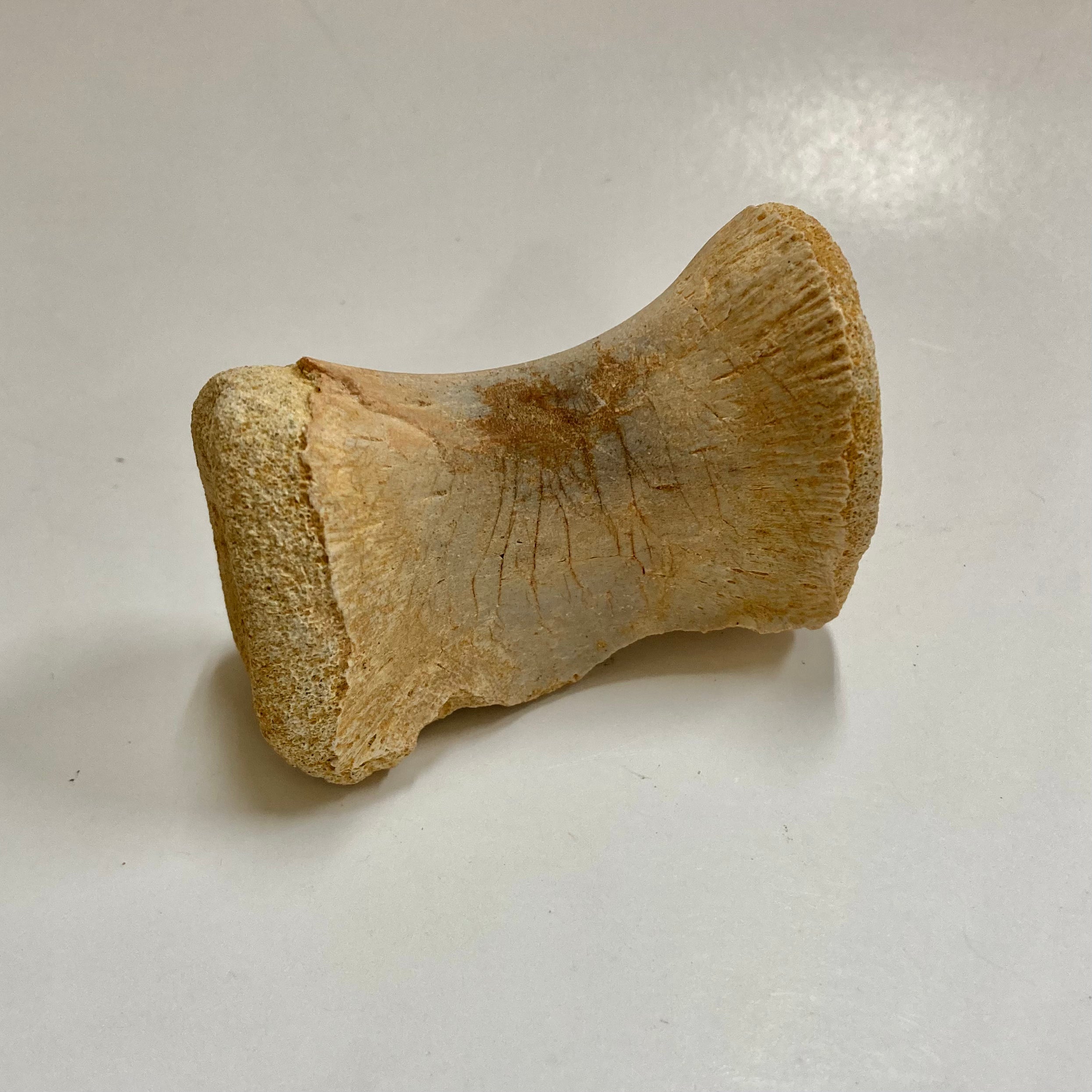 Authentic Juvenile Spinosaurus Dorsal Vertebra Fossil - Rare Dinosaur Bone for Collectors, Paleontology Enthusiasts & Educational Displays
