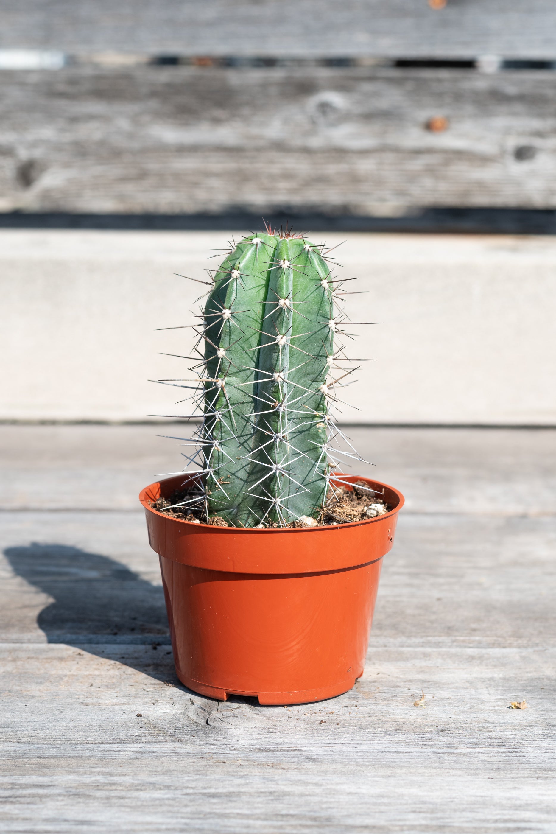 Buy Cereus Pruinosus (Powder Puff Cactus) Online – Rare Succulent for Home & Garden Decor, Terrariums, and Desert Landscaping