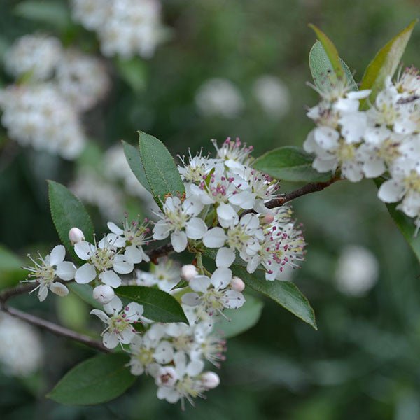 Buy Bare Root Red Chokeberry (Aronia arbutifolia) Plants Online - Fast Growing Shrubs for Landscaping, Wildlife Gardens & Natural Hedges