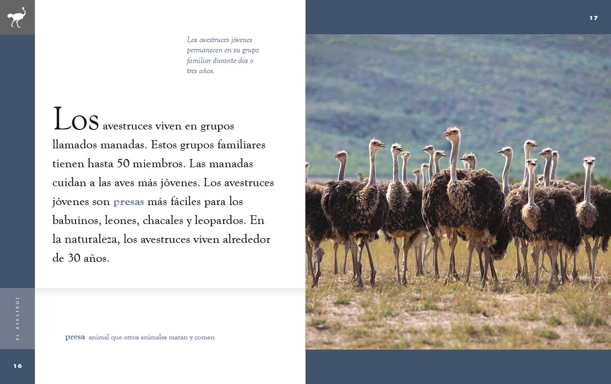 El Avestruz (The Ostrich) 9781640265844 - Educational Book for Kids, Animal Facts & Fun Learning - Perfect for Home & Classroom Use