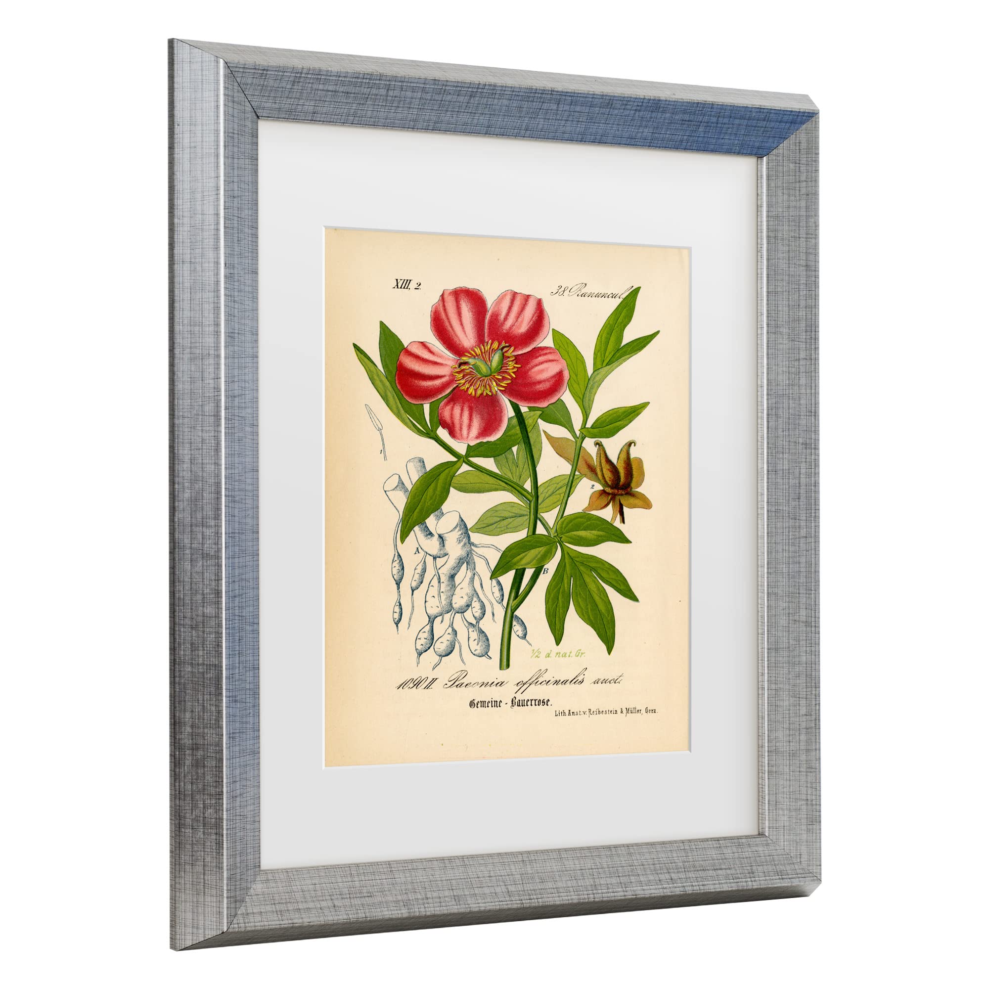 Trademark Fine Art 'Paeonia Officinalis' Floral Canvas Wall Art Print by Art Licensing Studio - Perfect for Living Room, Bedroom & Office Decor